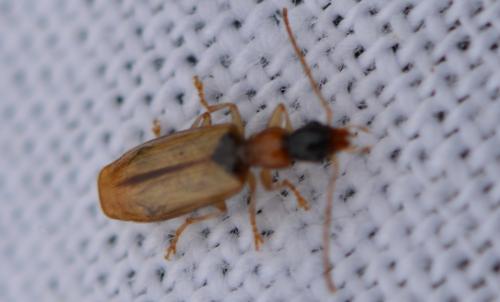 Réf. 338 491 : Demetrias atricapillus